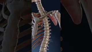 How slouching affects your spine health and posture: explained in 3D