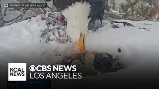 Wildlife officials make grim observations about third eaglet that appears to be missing from nest