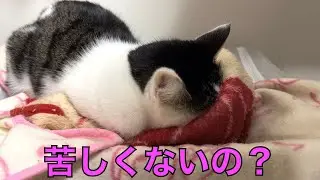 保護猫ナターシャの517日目：顔を突っ込んで熟睡