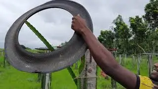 How to install Tyer in dragon fruit farm | Dragon fruit farming trellises system.