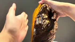NO1090 黃檜苦瓜豆 樹根金磚