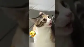 🐶 😻#animalsfunny #animalsfunnyvideos #animalsfunnyvideo #animalsfunnymoments