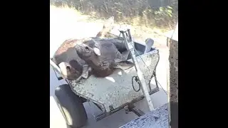 Double Moose with Tikka T3 30-06
