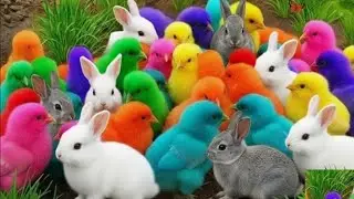 Baby Chicks Colorful Chicks Small color Life ||  Found In Hiding Place