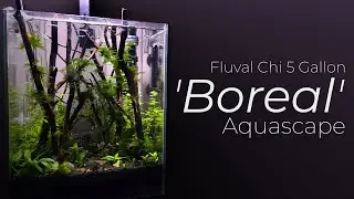 'Boreal' | Fluval Chi 5 Gallon Cinematic Aquascape