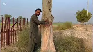 My first ASMR video in tree tapping.