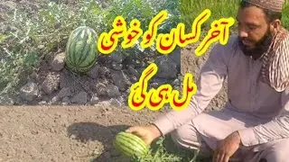 watermelon in pakistan || pakistani kisan || pakistani tarboz