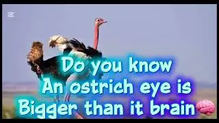 The eye of an ostrich and it brain