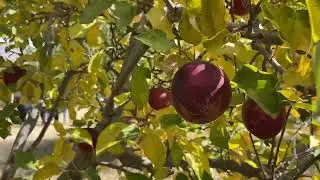Apple picking near Los Angeles/ Oak Glen/ Los Rios Rancho