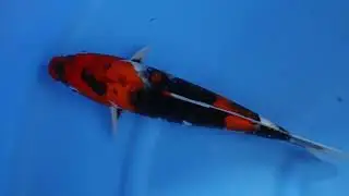 Showa 30cm Omosako Koi Farm Bloodline GTR
