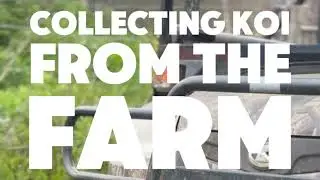 Collecting Koi from the farm | www.carpco.co.uk