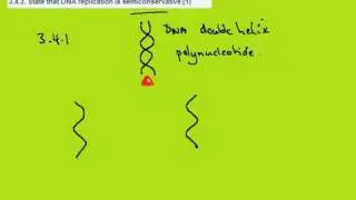 3.4.3 Semi-conservative replication