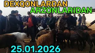 25.01.2026 QUY QUZI QUCHQOR ECHKI NARXLARI QARSHI KARVON MOL BOZORIDA