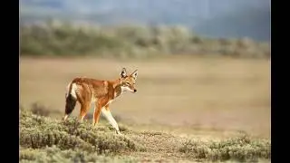 Look for Rare Ethiopian Wolves in Bale Mountains National Park