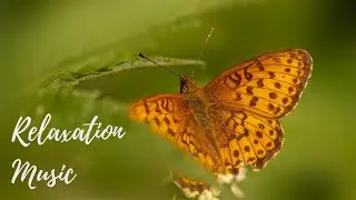 Spring Serenity | Flowers & Butterflies with Cinematic Ambient Music for Relaxation
