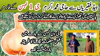Narc G1 Garlic Farming in pakistan // HG1 Garlic Pure seeds // Narc G1 had fakiriyan Mlik wal mandi