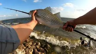 Hybrid Fishing Limit ,Round 1 Somerville Lake   Hybrid Stripers Bass
