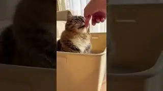 cute cat discovers new toy excitement #catlover #cutepets #funnycat