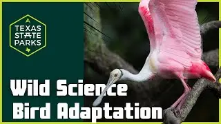 Bird Feeding Adaptations: How Beaks are Adapted to What Birds Eat