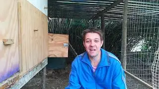 Lohmann Chickens, how much do they lay?