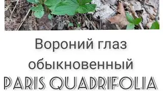 Ядовитые растения Ленинградской области. #Вороний глаз. #ParisQuadrifolia