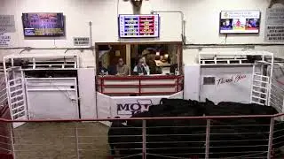1-7-21 Blk. St. 16 hd. 732 lbs. @ $139.00  Thank You Randy Browning