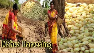 चलिए महुआ चुनने चलते हैं || आज मेने आप सबसे कह दिया अपनी मन की बात 😊 || Mahua Harvesting,tribe vlogs