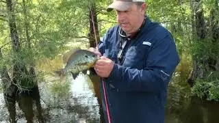 LCW Shellcracker fishing on Santee 2019