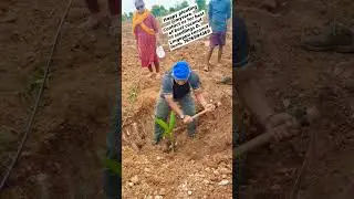 ಮೈಸೂರು ರೈತರು|Mysore farmer Plant the Tiptur Tall coconut plant||👍Best of the best #coconutseedlings