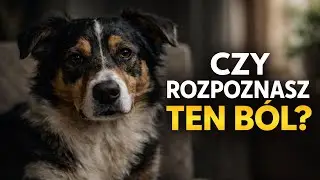 Pies w bólu często milczy. Te sygnały łatwo przeoczyć