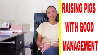 Raising Pigs | And Pig Farm Management