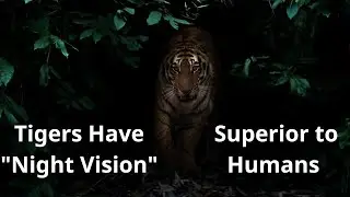 five strange and fascinating facts about tigers #animals #tigger #safety #fyp