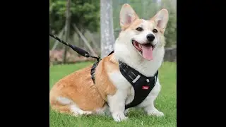 luxury dog clothes Large Dog clothes Carrier Reflective Commuter pat Leash for dog No reviews yet