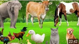 Animals and Pets Sounds: Cow, Cat, Chicken, Dog, Sheep, Cat, Horse -#animals #animalsounds#MrBeast