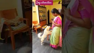 #petdogs #ubashtech #shorts #dogreals #funnycomedy  #petanimal