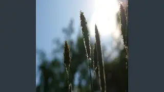 Holyfeet