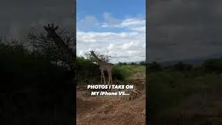 #wildlifefootage #wildlife #wildlifephotography #photography #canonphotography #animals #animalphoto