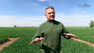 Proheksadion wapnia | Heksal 100 WG | regulator wzrostu do zastosowania na liść flagowy w zbożach