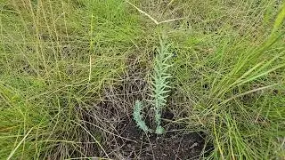 Linum lewisii (Wild Blue Flax) Sept 12 first year planted from seed