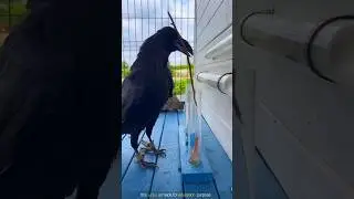 Hungry Crow 🤯#shortvideo #shortsfeed #shortsvideo
