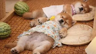 1分ちょっとで楽しめる🐶💖子犬の可愛い3シーン：寝顔・ベッドからジャンプ・友情💕