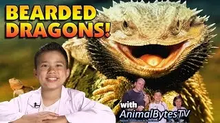 BEARDED DRAGONS! Pet Reptiles with EvanTubeHD & AnimalBytesTV!
