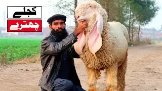 Kajlay Chatray - Zafar Bhai Kay Kajlay Chatray Lahore 2020