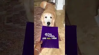 Absolutely must have for pet owners..