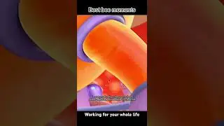 Bees working for the whole life part #beemovies #beehilarious #beehumor #funnybuzz #beeshorts