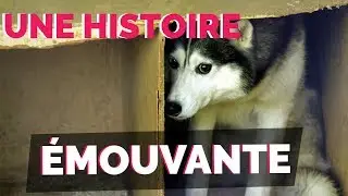 Ce chiot maltrait&eacute; se fait caresser pour la premi&egrave;re fois