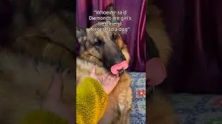 BEST ONE😍🐾|dog video #trending #youtubeshorts #viral #germanshepherd #shortsfeed #shorts #dog