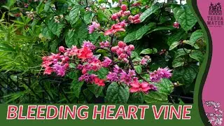 BLEEDING HEART VINE Information, Description & More! (Clerodendrum thomsoniae)