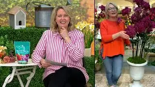 Barbara King 2-Piece Joe Pye Weed Gateway Live Plants on QVC