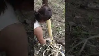 Primitive Rock Shelter Built by Hand | Just Survival #Bushcraft #Survival